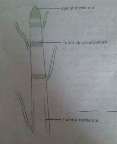 what are the different types of meristematic tissues show their ...