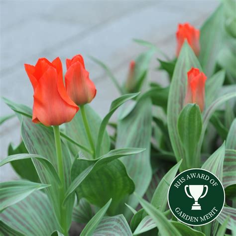 Tulip - Red Riding Hood - Premier Seeds Direct