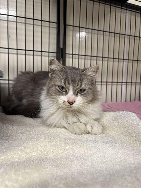 Sophie 2 – harvest hills animal shelter Open by appointment only