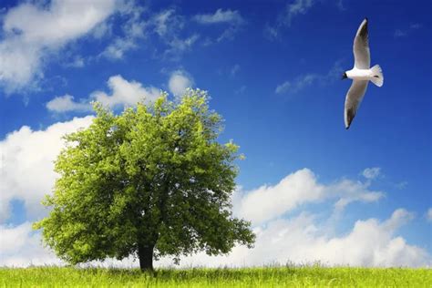 Beautiful Clean Environment 的图像结果