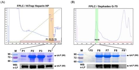 Production of Bioactive Porcine Lactoferrin through a Novel Glucose ...
