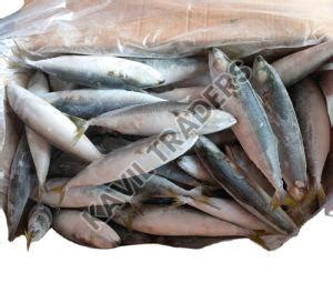 Frozen Red Snapper Fish Manufacturers and Exporters from Chennai