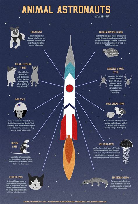 Animals In Space