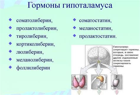 Гипоталамус – что это такое и его функции, где находится, за что отвечает?