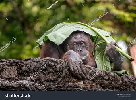 1 Orangutan leaf umbrella Gambar, Foto Stok & Vektor | Shutterstock