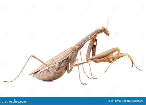 Female praying mantis stock photo. Image of head, animal - 11149930