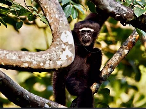 Hoolock Gibbon Dies By Electrocution In Assam Forest, Questions Raised ...