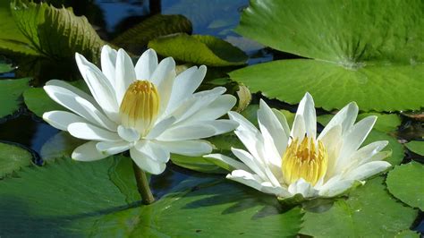 Discover The National Flower of Egypt: The Egyptian Lotus - A-Z Animals