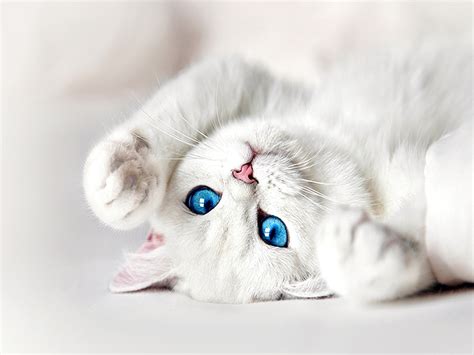 Blue Eyes Cat Hd Wallpaper at Larry Childs blog