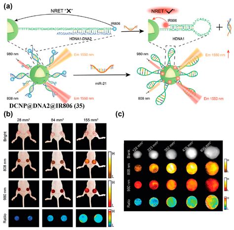 Near-Infrared-II Fluorescence Imaging of Tumors with Organic Small ...