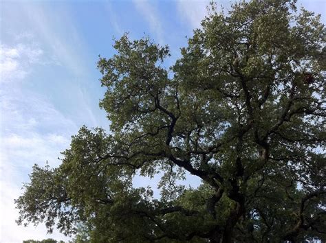 SRCC Potluck, The Hill, The Woodland Campus Of The Episcopal Church Of ...