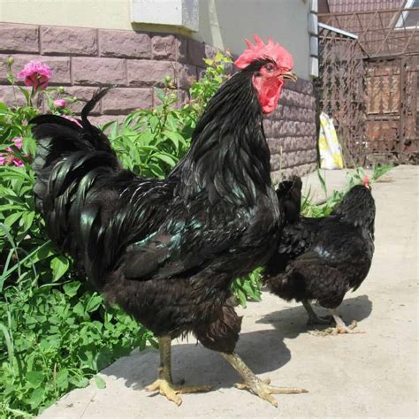 Friendliest Chicken Breeds