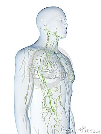 Image result for Animation On Lymphatic System