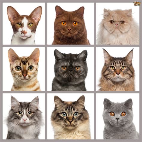 How To Choose Your Cat’s Breed - Cat Tree UK