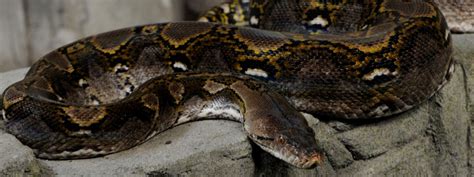 Image result for Netzpython Bite