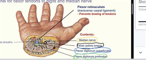 Palm and Forearm Flashcards | Quizlet