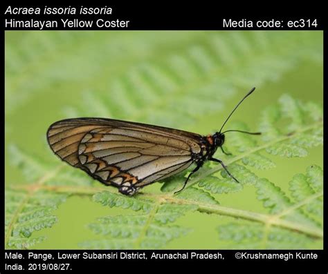 Acraea issoria | Butterfly
