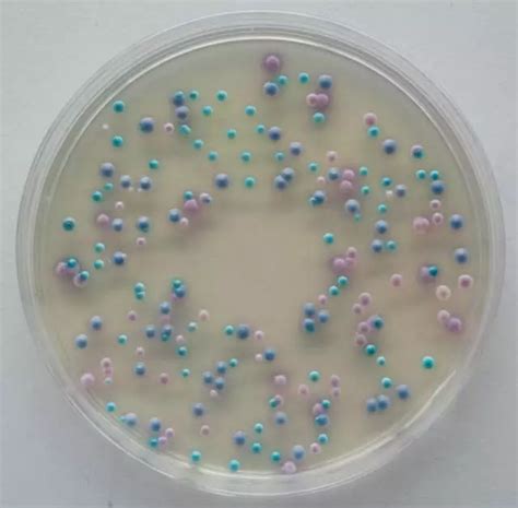 念珠菌显色培养基实验原理_生物器材网