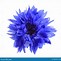 Image result for White Dark and Light Blue Flowers
