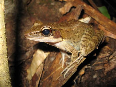 Image result for Tree Frog Catching