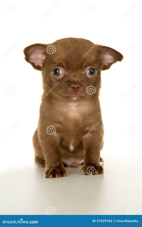 Brown Chihuahua Puppy