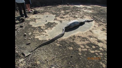 Image result for Python Eating Porcupine