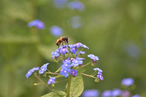 蜂 受粉 散歩の園 - Pixabayの無料写真