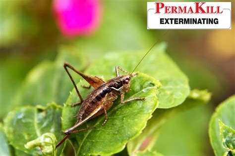 Can Crickets Fly? What Homeowners Need to Know