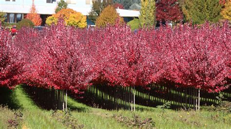 flashfire maple tree problems 的图像结果