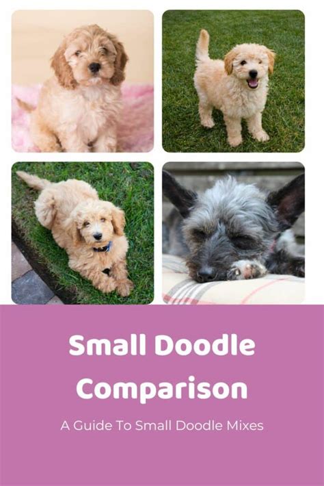 Image result for Cockapoo vs Goldendoodle