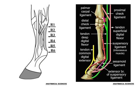 Understanding The Check Ligament In Horses - Anatomy, Injuries & Treatments
