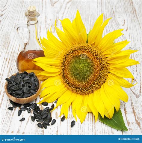 Sunflower seeds and oil stock photo. Image of eating - 43903494