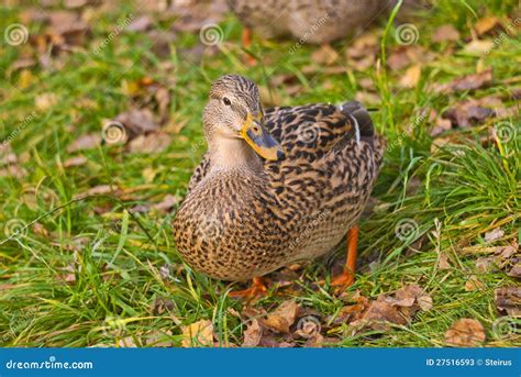 What Is A Duck Genus at Ruby Lay blog