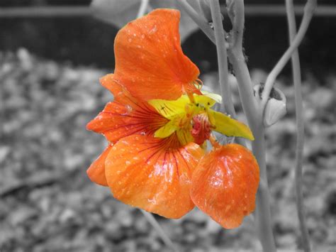 Colorize GIMP 的图像结果