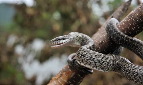 Japanese rat snake Animal Facts - Elaphe climacophora - A-Z Animals