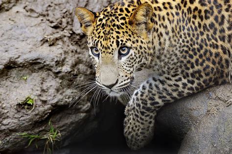 12 Amazing Animals to See in Sri Lanka – Fodors Travel Guide