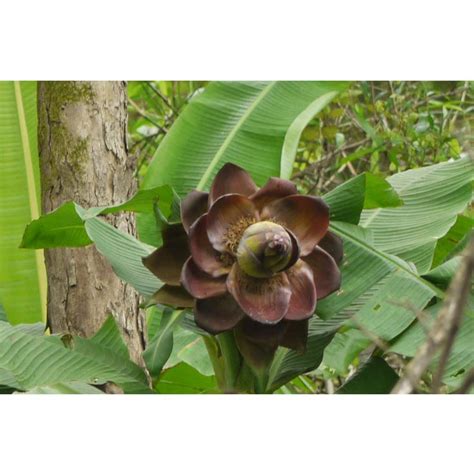 Creative Farmer Kalluvazha (Ensete Superbum) Exotic Fruit Plants For ...