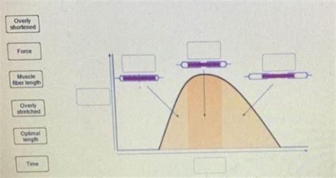 Image result for Muscle Tension Duration Graph