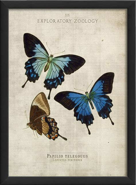 The Artwork Factory Papilio Telegouus Butterfly Study in Black Ready to ...