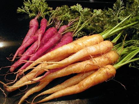 最新研究：胡蘿蔔(Carrot)具有抗癌的作用 - 保健品| 維他命| 健康食品| 天然草本| 香港 | Supplement ...