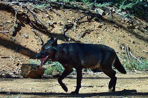 Wolves California 的图像结果