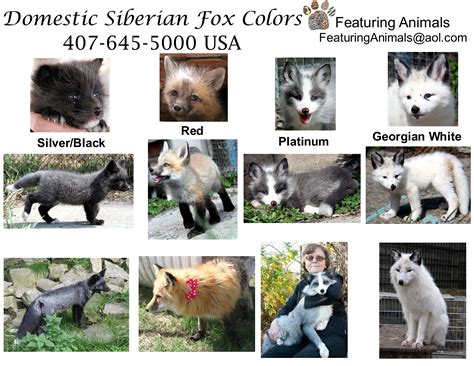 Domestic Silver Fox Kits