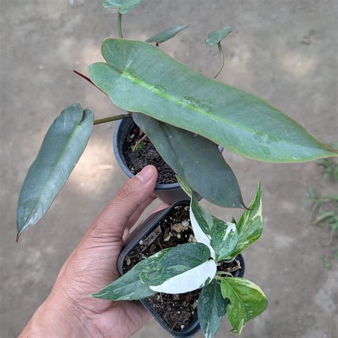 Combo - Philodendron Atabapoense + Epipremnum Pinnatum Albo – Soiled