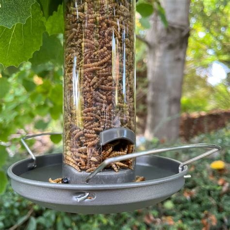 Metal mealworm feeder for wild birds – Haith's UK