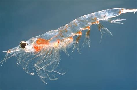 Antarctic Krill Swarm