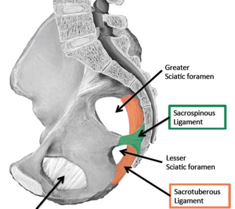Lesser Sciatic Foramen Boundaries