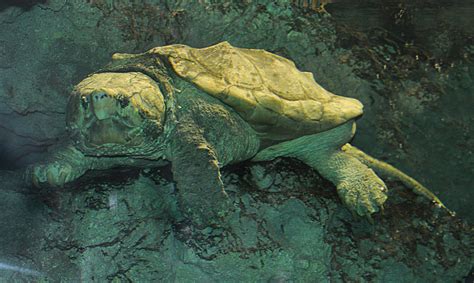 Image result for Alligator Snapping Turtle Underwater