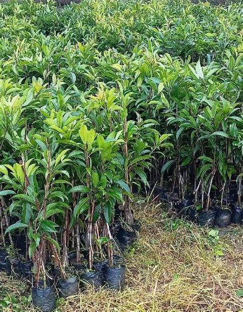Wholesale Chiku Plant,Chiku Plant Manufacturer & Supplier in Hojai India
