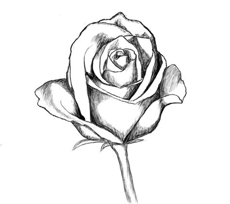 rose drawing free