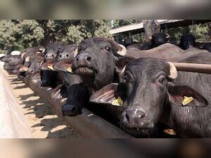 Three men transporting buffaloes attacked by animal rights activists in ...